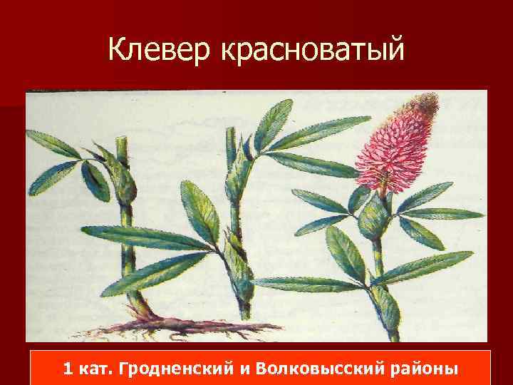 Клевер красноватый 1 кат. Гродненский и Волковысский районы 