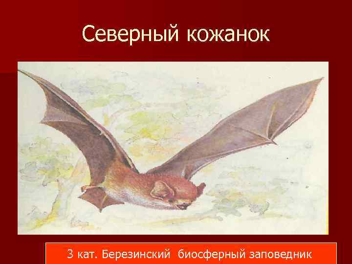 Северный кожанок 3 кат. Березинский биосферный заповедник 