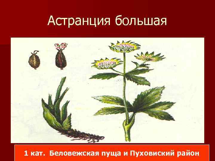 Астранция большая 1 кат. Беловежская пуща и Пуховиский район 