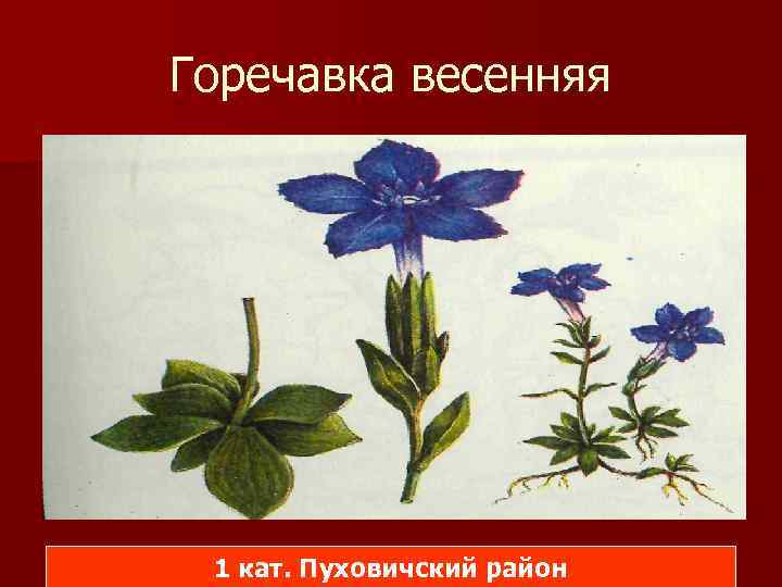 Растения красной книги беларуси для детей картинки