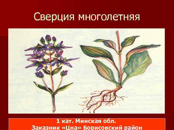 Сверция многолетняя 1 кат. Минская обл. Заказник «Цна» Борисовский район 