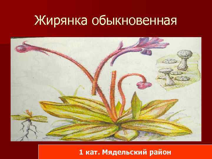 Жирянка обыкновенная 1 кат. Мядельский район 