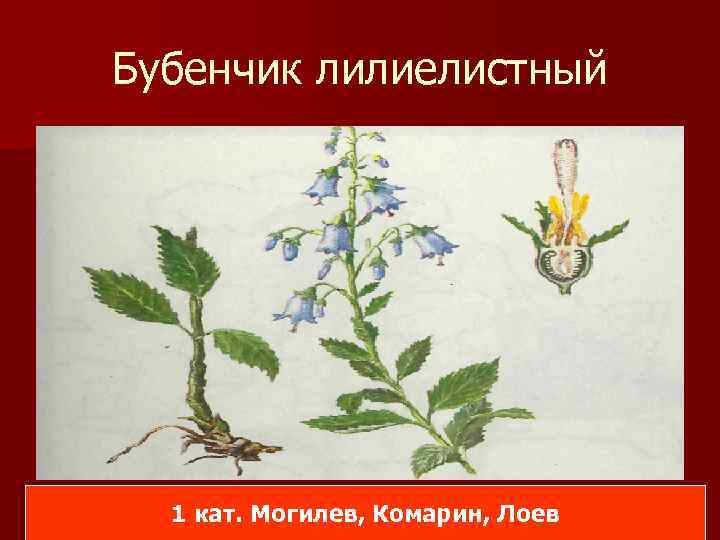 Бубенчик лилиелистный 1 кат. Могилев, Комарин, Лоев 