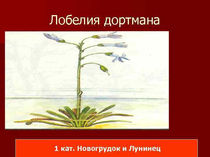 Лобелия дортмана 1 кат. Новогрудок и Лунинец 