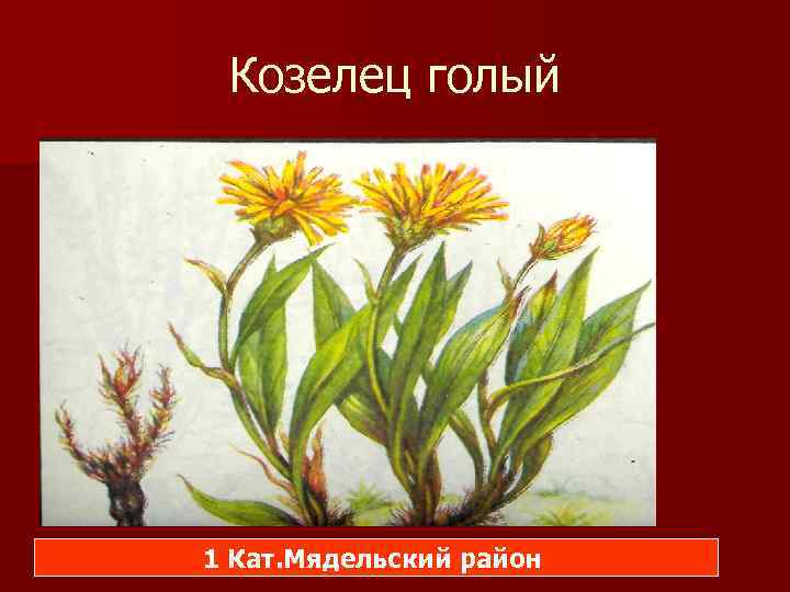 Козелец голый 1 Кат. Мядельский район 