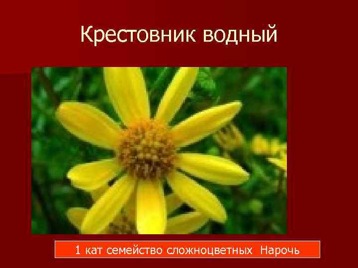 Крестовник водный 1 кат семейство сложноцветных Нарочь 