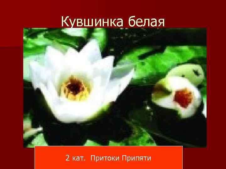 Кувшинка белая 2 кат. Притоки Припяти 