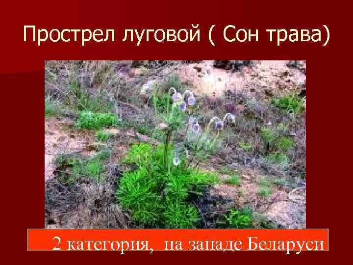 Прострел луговой ( Сон трава) 2 категория, на западе Беларуси 