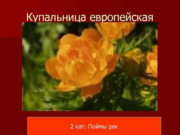 Купальница европейская 2 кат. Поймы рек 