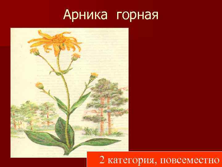 Растения красной книги беларуси для детей картинки