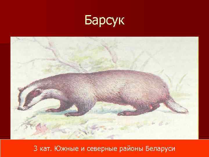 Животные красной книги беларуси фото и описание