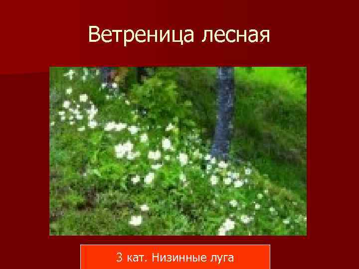 Ветреница лесная 3 кат. Низинные луга 