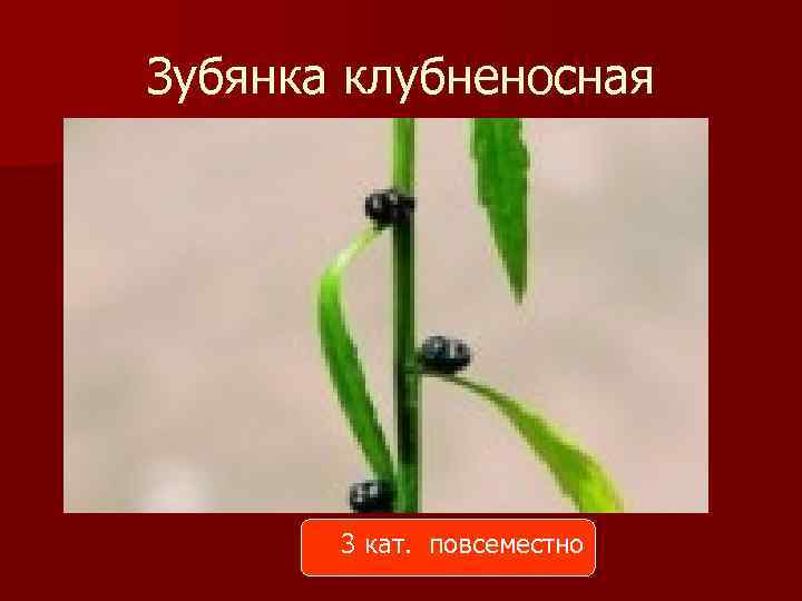 Зубянка клубненосная 3 кат. повсеместно 