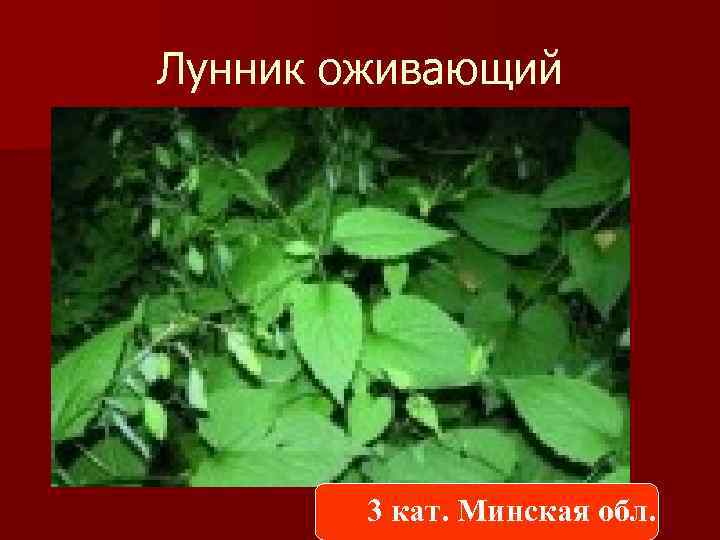 Лунник оживающий 3 кат. Минская обл. 