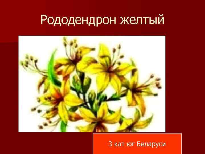 Рододендрон желтый 3 кат юг Беларуси 