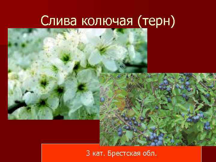 Слива колючая (терн) 3 кат. Брестская обл. 
