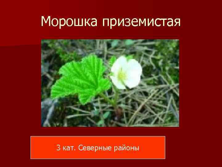Морошка приземистая 3 кат. Северные районы 