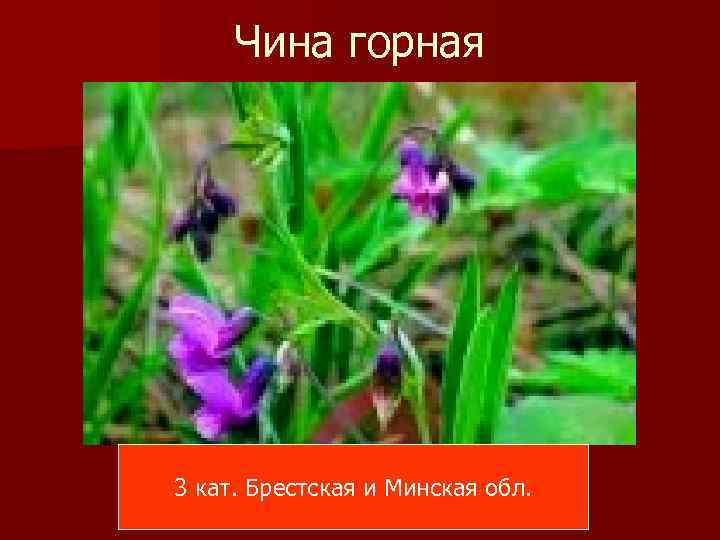 Чина горная 3 кат. Брестская и Минская обл. 