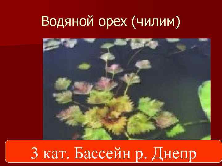 Водяной орех (чилим) 3 кат. Бассейн р. Днепр 