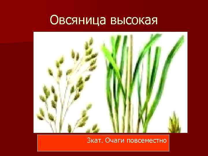 Рассмотрите изображение растений овсяница луговая перец однолетний