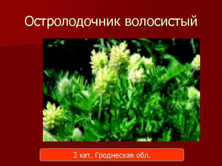 Остролодочник волосистый 3 кат. Гроднеская обл. 