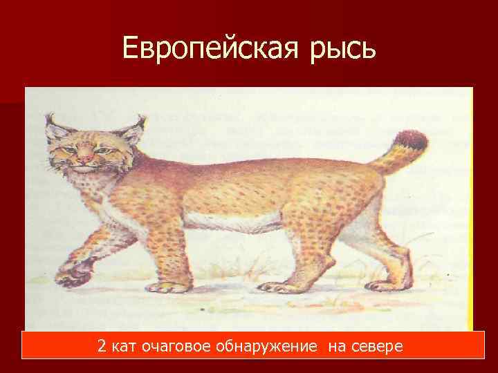 Европейская рысь 2 кат очаговое обнаружение на севере 