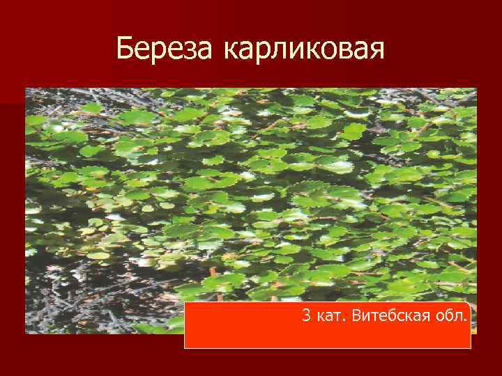 Береза карликовая 3 кат. Витебская обл. 