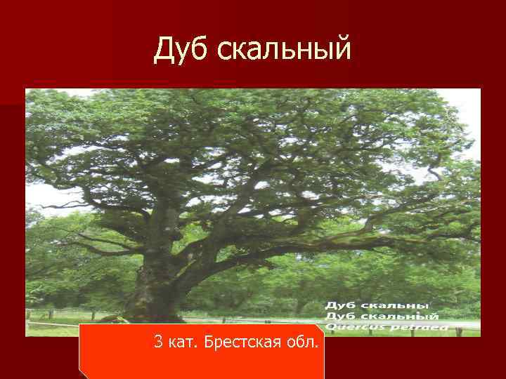 Красная книга республики беларусь картинки для детей