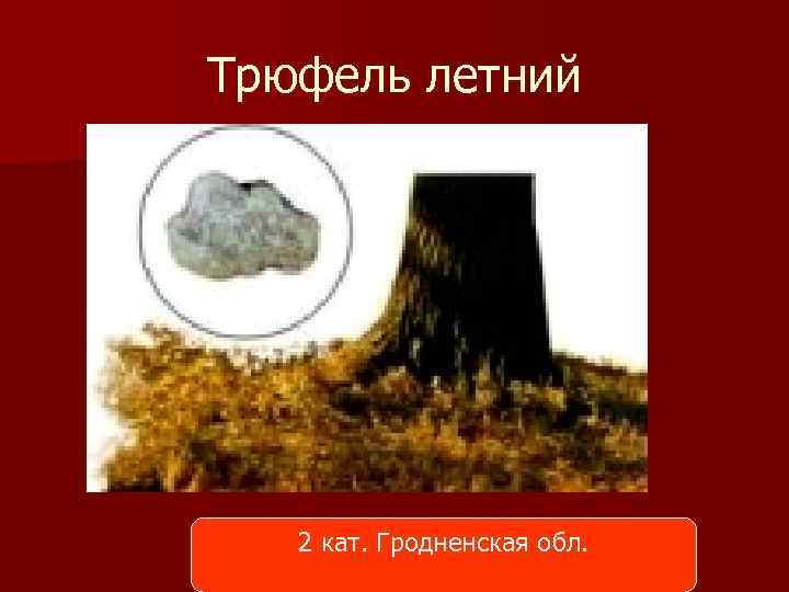 Трюфель летний 2 кат. Гродненская обл. 