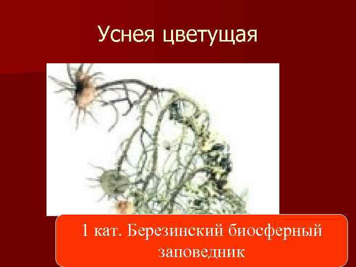 Уснея цветущая 1 кат. Березинский биосферный заповедник 