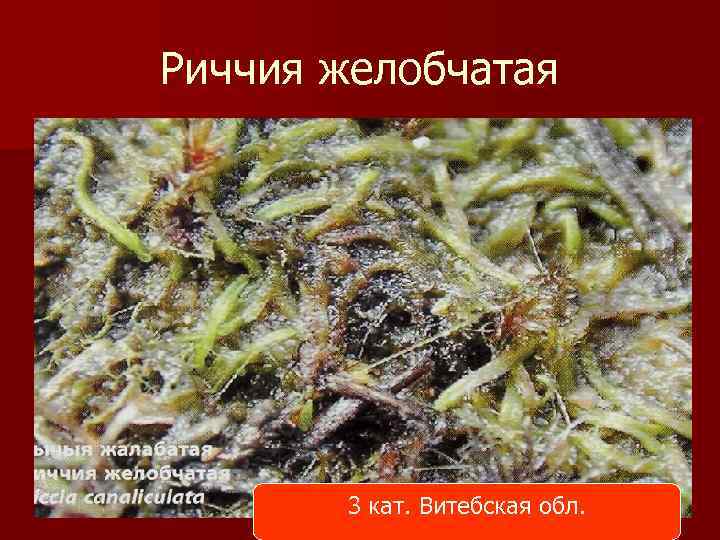 Риччия желобчатая 3 кат. Витебская обл. 