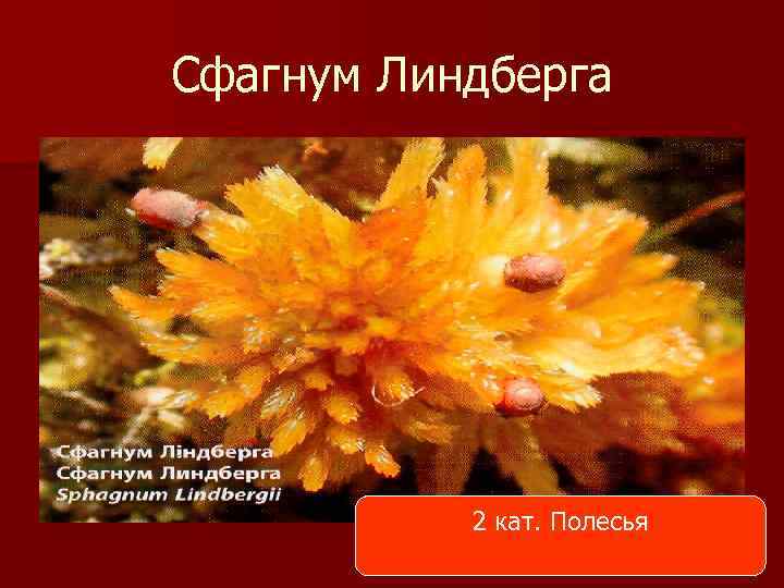 Сфагнум Линдберга 2 кат. Полесья 