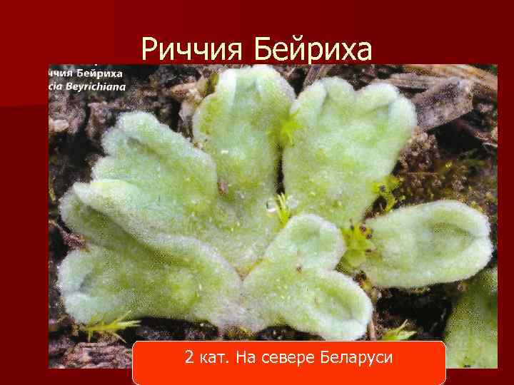 Риччия Бейриха 2 кат. На севере Беларуси 