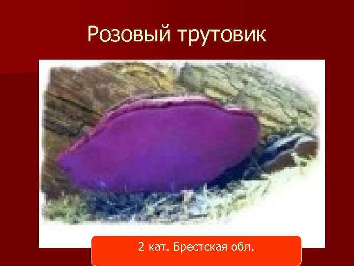 Розовый трутовик 2 кат. Брестская обл. 