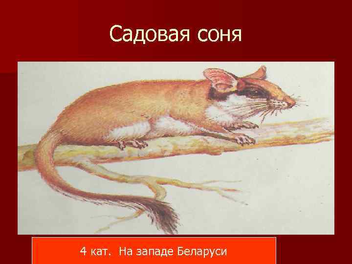 Садовая соня 4 кат. На западе Беларуси 