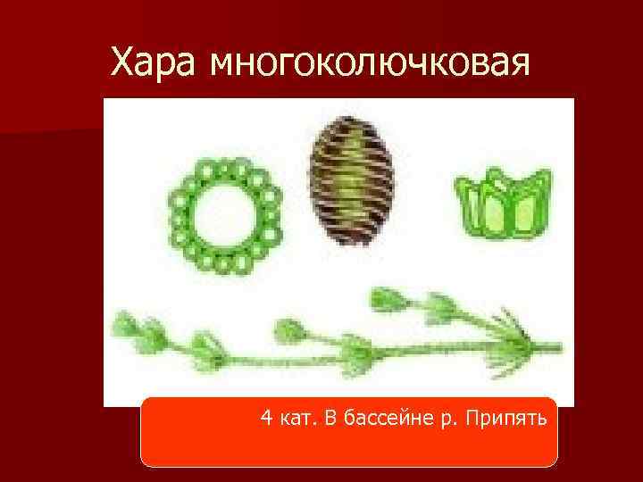 Хара многоколючковая 4 кат. В бассейне р. Припять 