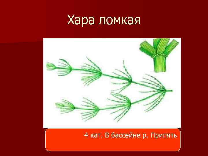 Хара ломкая 4 кат. В бассейне р. Припять 