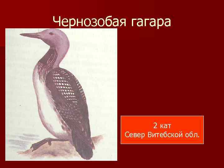 Чернозобая гагара 2 кат Север Витебской обл. 