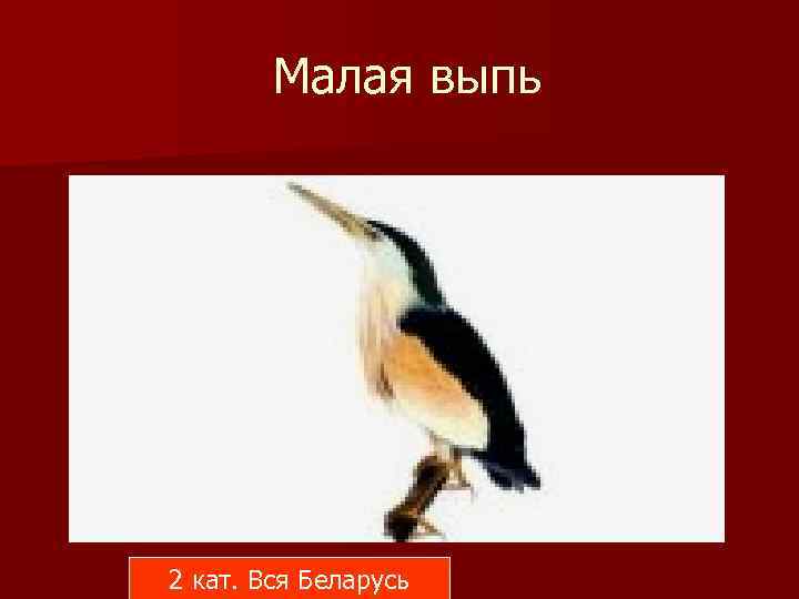 Малая выпь 2 кат. Вся Беларусь 