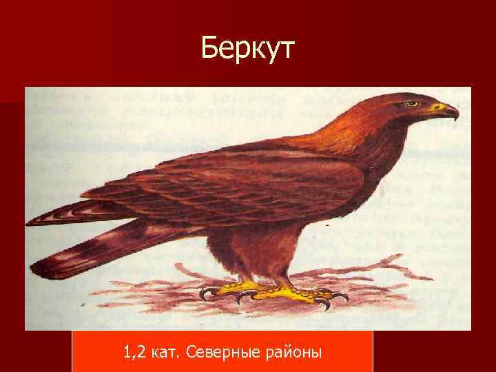 Беркут 1, 2 кат. Северные районы 