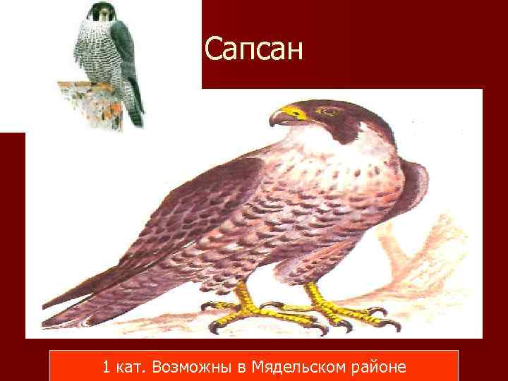 Сапсан 1 кат. Возможны в Мядельском районе 