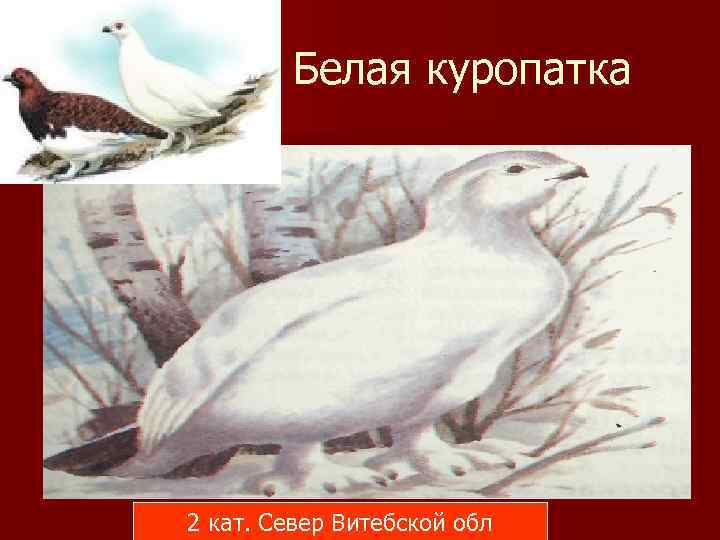 Белая куропатка 2 кат. Север Витебской обл 