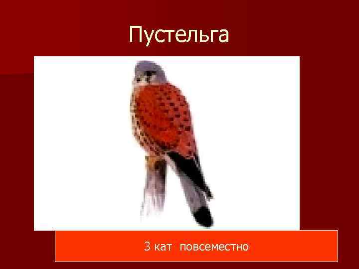 Пустельга 3 кат повсеместно 