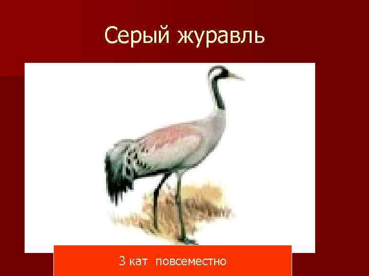 Серый журавль 3 кат повсеместно 