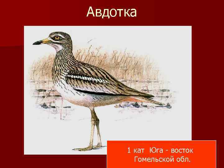 Авдотка 1 кат Юга - восток Гомельской обл. 