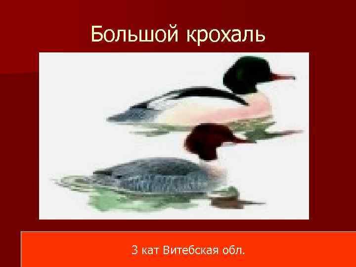 Большой крохаль 3 кат Витебская обл. 