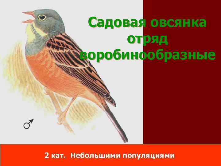 Садовая овсянка отряд воробинообразные 2 кат. Небольшими популяциями 