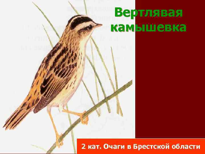 Вертлявая камышевка 2 кат. Очаги в Брестской области 