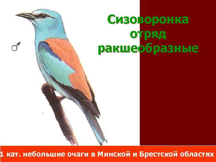 Сизоворонка отряд ракшеобразные 1 кат. небольшие очаги в Минской и Брестской областях 