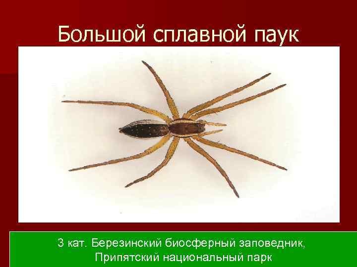 Большой сплавной паук 3 кат. Березинский биосферный заповедник, Припятский национальный парк 